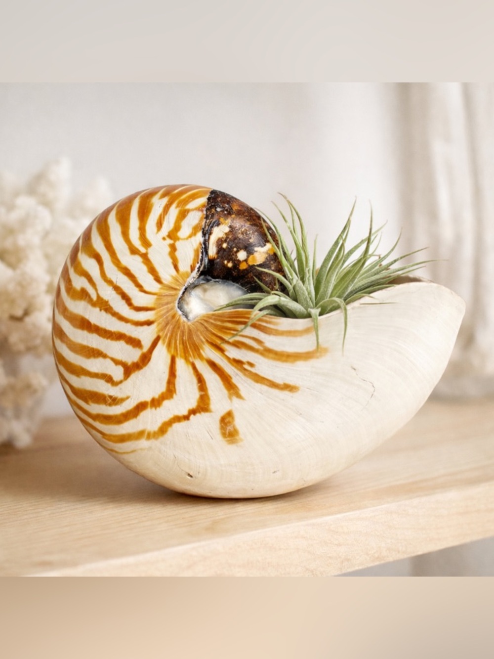 6” Nautilus Shell Tiger Striped Coastal Decor Accent READ Description - Picture 6 of 15
